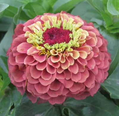 Zinnia elegans QUEENY Red Lime