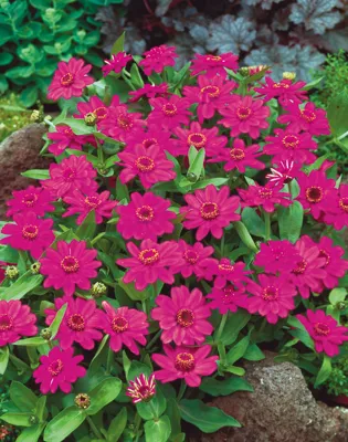 Zinnia x hybrida PROFUSION Cherry