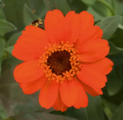 Zinnia x hybrida PROFUSION Fire