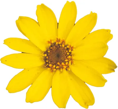 Zinnia x hybrida PROFUSION Yellow