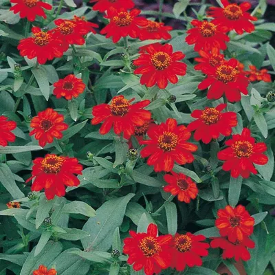 Zinnia x hybrida PROFUSION DOUBLE Fire
