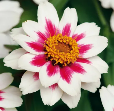 Zinnia x hybrida ZAHARA Starlight Rose