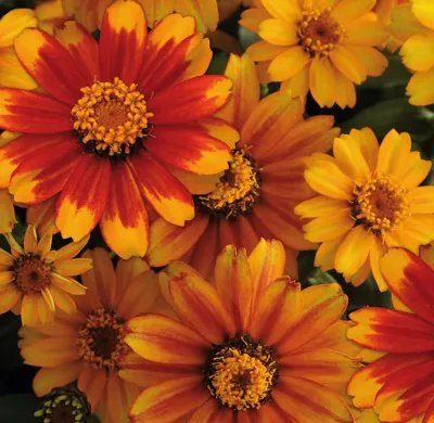 Zinnia x hybrida ZAHARA Sunburst