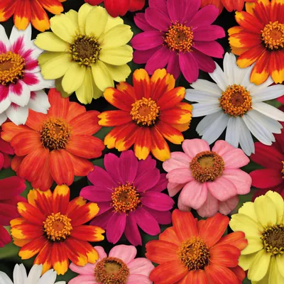Zinnia x hybrida ZAHARA Mix