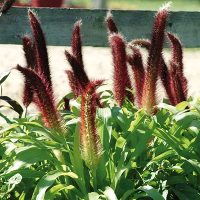 Pennisetum glaucum Jade Princess