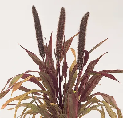 Pennisetum glaucum Purple Baron