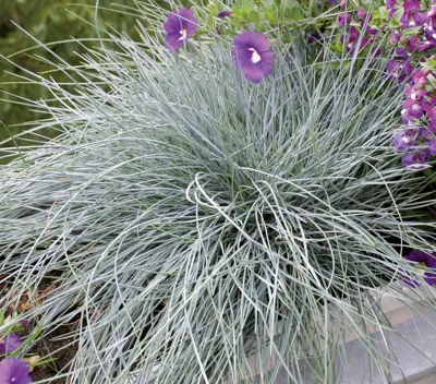 Festuca cinerea Festina ca 50 zaden