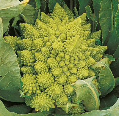 Bloemkool Veronica F1 “Romanesco”