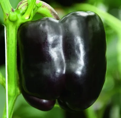 Paprika Beluga® Purple (WT 9729)