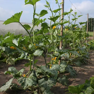 Eco Klim-Courgette Alando® 5 zaden