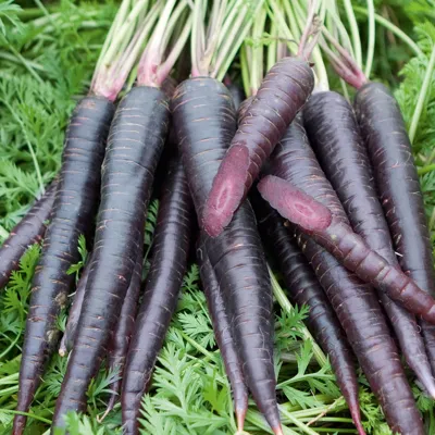 Zomerwortel Daucus carota ssp. sativus Purple Sun F1