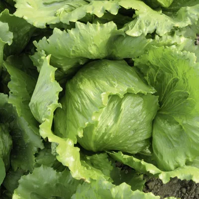 ijsbergsla Yukon® (Constanza)