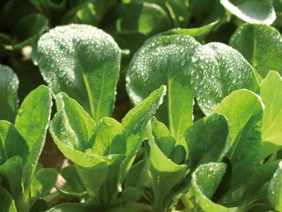 Valerianella locusta TROPHY Trophy