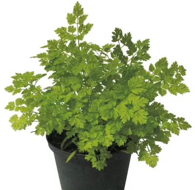 Anthriscus cerefolium MASSA Massa