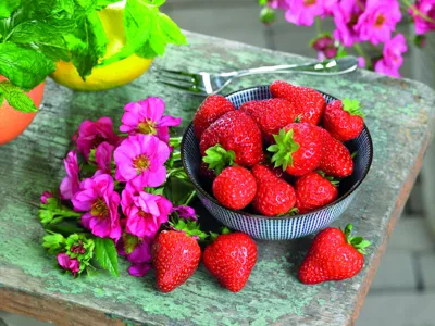 Aardbei Fragaria x ananassa Summer Breeze Cherry Blossom F1