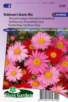 Perzische Margriet Enkelbloemig, Crysanthemum 5310
