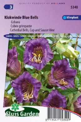 Klokwinde Violetblauw, Cobaea 5340