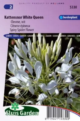 Kattensnor Cleome spinosa White Queen 5330