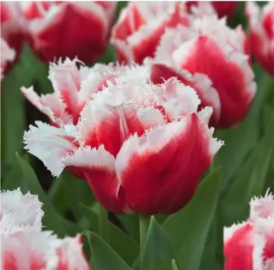 Bloembol Tulp Canasta 20 stuks
