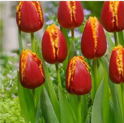 Bloembol Tulp Fabio 20 stuks