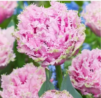 Bloembol Tulp Cairns 20 bollen